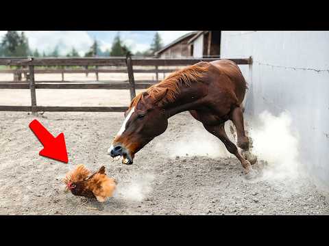 Nutztiere, die dich zum Lachen bringen werden 😂