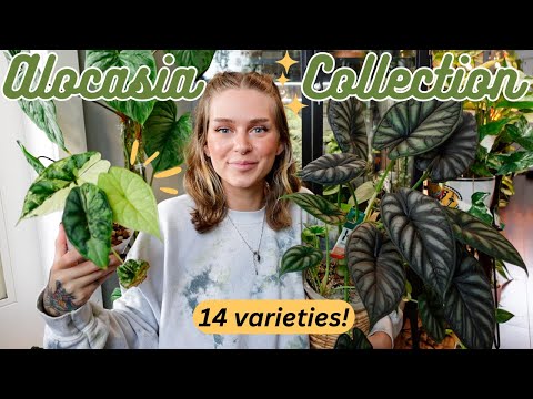 🌿 my Alocasia collection has GROWN 🌿 14 types! (rare + common)