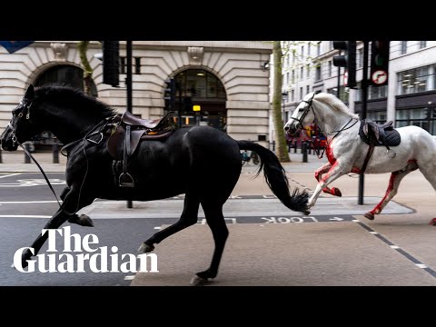 Multiple people injured as four horses escape into London causing chaos