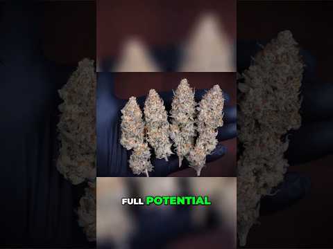 Holy Bananas Strain  Full Grow Cycle From Seed to Harvest!  #organicgardening