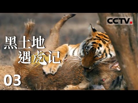 《黑土地遇虎记》03 你敢和东北虎做邻居吗？这个人他和野生东北虎已经做了22年的邻居【CCTV纪录】