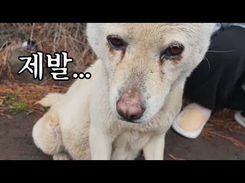 We Met a Pregnant Dog on the Street.