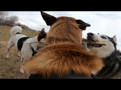 Puppy Malinois Doesn’t Back Down From Husky At Dog Park