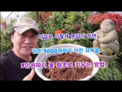 '게발 선인장' 이걸로 분갈이 하면, 100프로 살리고 두배로 빨리 자라게 하는 방법
