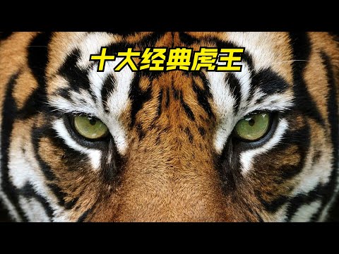 十大经典虎王排行，它们有着极高的战斗力，有着传奇的事迹