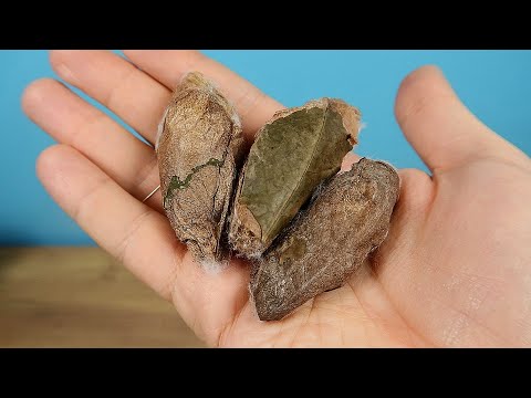 В этих коконах самые большие бабочки в Мире! Выращиваю Бабочек среди зимы!