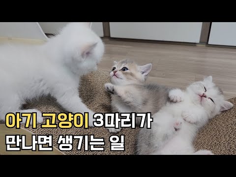 아기 먼치킨 고양이 3마리는 이렇게 놉니다 | 안보면 후회하는 귀여운 아기 고양이들 | 화장실 훈련 | 첫 이유식 | 첫 사냥놀이 | 젤리네 가족사 EP07