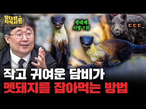 한국에 반도체가 있다면 고구려엔 담비가 있었다! 삼국지 '손권'도 좋아했다고..? (팔도 동물 열전)
