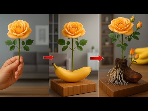 Just Bananas! Rose Branch Suddenly Grows Roots Like Crazy Overnight!