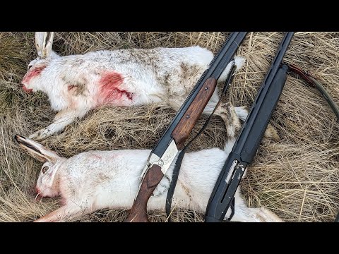 Hare hunting! You can't hunt like this even in the snow! What a great day hunting! #toz#harehunting