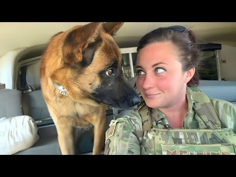 Funny Dog Thinks He's Human 😄 Funny Dog and Human Videos
