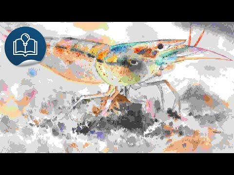 大自然逐樣解3:蝦兵種類多