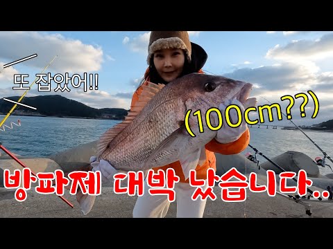 Caught these monsters off the breakwater? And even the biggest fish ever caught consecutively...i...