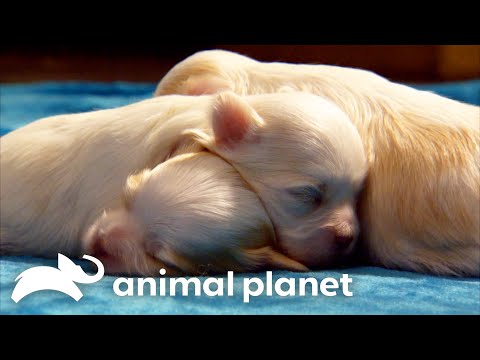 Puppies Puppies and MORE Cute Puppies | Too Cute! | Animal Planet