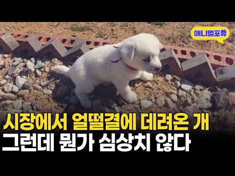 시장 가서 데려온 백구 한 마리, 자고 일어나니 복사가 됐다? I KBS 동물극장 단짝 230429 방송
