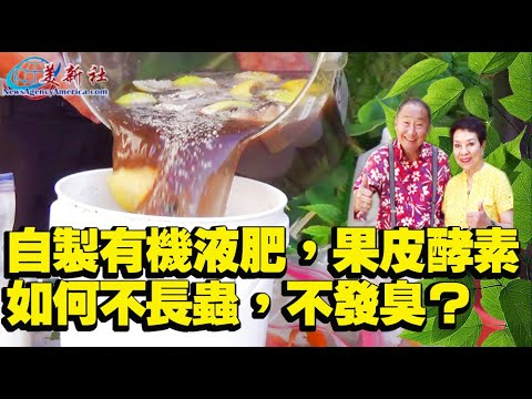 How to make homemade organic liquid fertilizer, peel enzymes do not grow insects, do not stink?