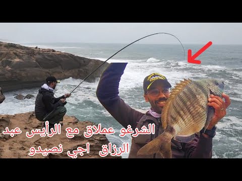  في سواحل طانطان مغامرة البحث عن شرغو، سيد الاعماق رفقة @carrefourdespecheurs @ajinsaydo2 