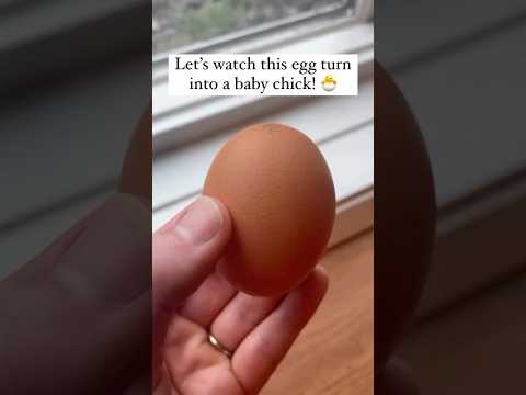 🐣Watch This Chick Hatch in JUST 21 DAYS! #hatching #chicks