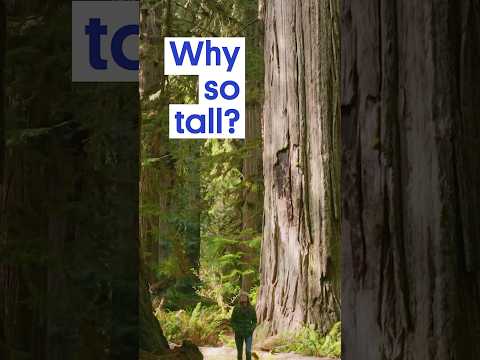 Why Do Redwoods Grow THIS Tall?