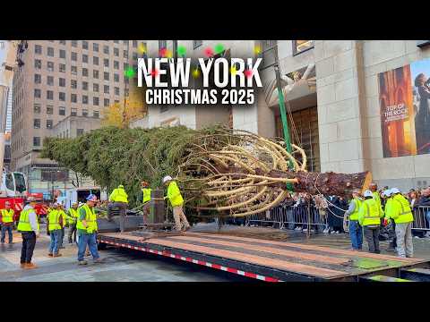 Installation Of NYC Rockefeller Center Christmas Tree 2025 ✨ New York City Christmas 2025 🌲