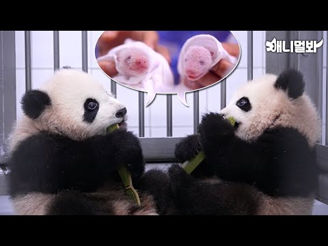 🐼DO NOT CLICK BEFORE BEDTIME🐼 Twin Baos Will Erase 36 Mins