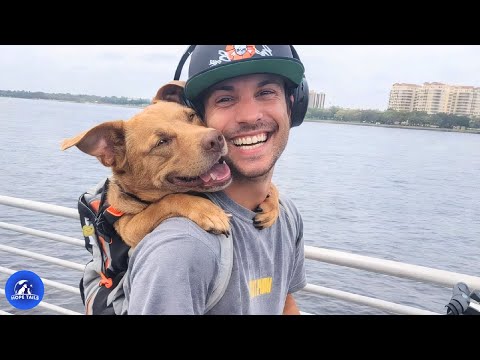 This Dog Lived His Entire Life in a Cage Until Freedom Changed Everything