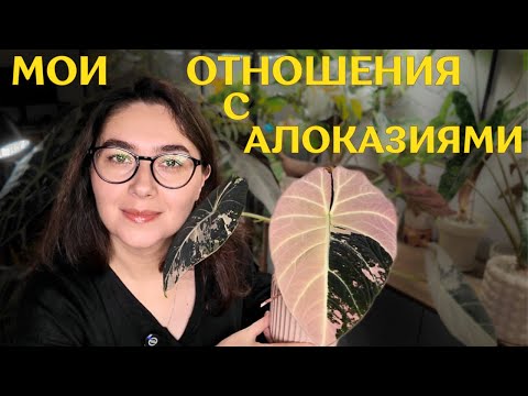 MY CARE FOR ALOCASIAS and REVIEW OF 20 varieties | HOW I GROW ALOCASIAS and why I STOPPED WORRYING