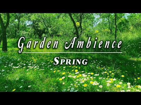 Relaxing Nature Ambience Meditation 🌳 Healing Sounds of a Calming SPRING Morning in the GARDEN