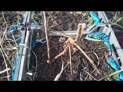 Как сохранился маточный корень малины Поемат, Пшехиба,Мапема, в ящиках на улице!