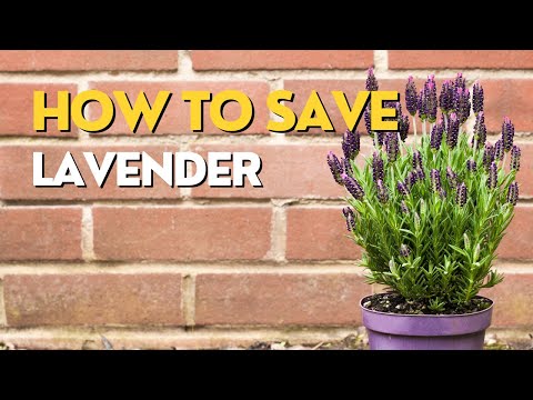 Lavender DYING OFF | Problems with LAVENDER