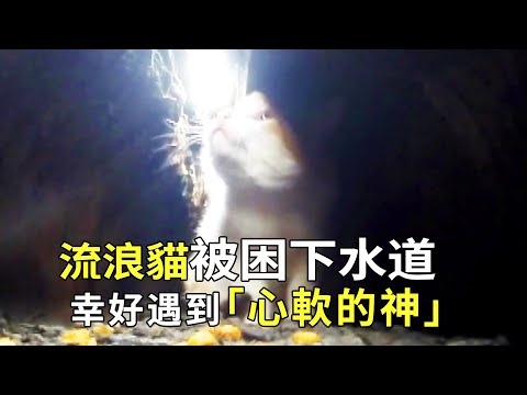 The stray cat was trapped in the sewer for 2 months when he was born. He lived by eating garbage ev