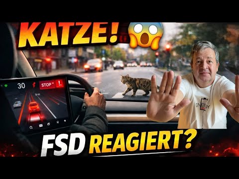 Katze auf der StraΓe π± | FSD Supervised Fahrt durch Hamburg mit spannenden GesprΓ€chen