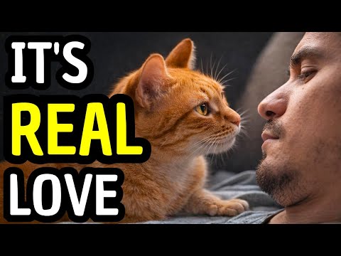 Is It Love or Hunger? 8 Signs Your Cat ACTUALLY Trusts You
