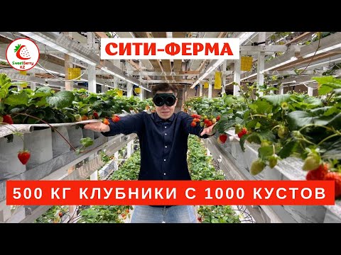 "Сити ферма". 1 кг с куста. Миф или реальность?