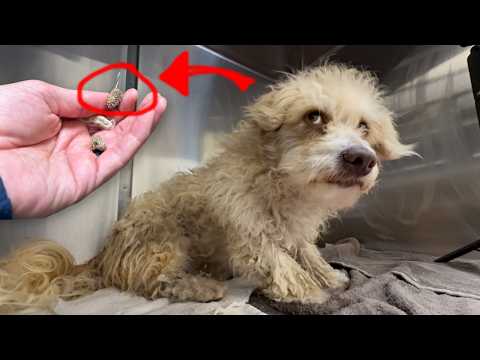 He was Attacking Everyone, Then I Found Out Why 🥺