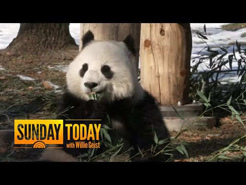 New giant pandas debut at Smithsonian's National Zoo in Washington