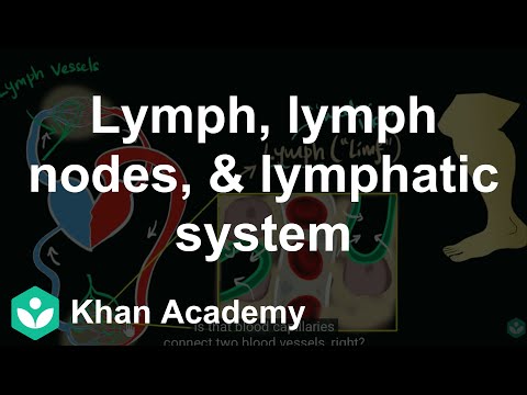 Lymph, lymph nodes, & lymphatic system | Life processes | Biology | Khan Academy