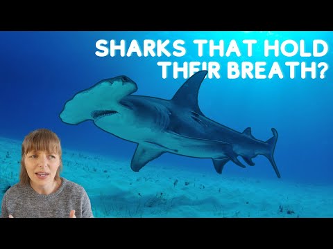 Ocean discoveries 2023 | breath-holding sharks and shrinking fish