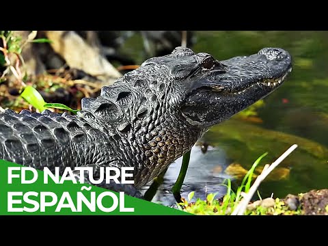 Fuerzas Especiales Animales | Equipo Naval | Free Documentary Nature - Español