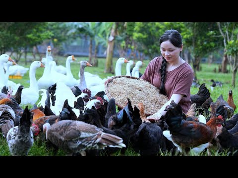 Raising Chickens Naturally for Eggs and Meat - Collecting Wild Eggs - Raising Organic Poultry