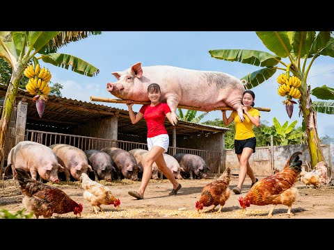 TIMELAPSE -- Harvesting 200Kg Giant Piglets, Go to Market Sell & Cooking Spicy Banana Soup