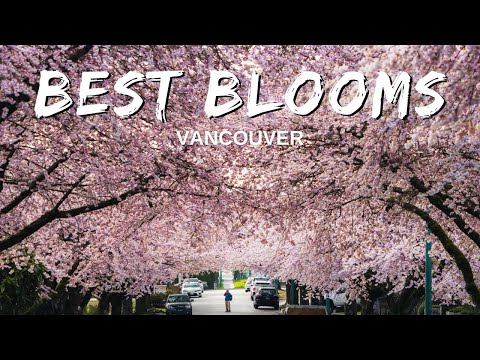 8 Best Cherry Blossom Spots in Vancouver