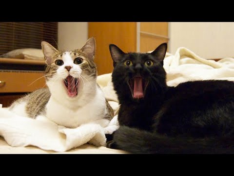 Funniest Cats Videos 2025 😼 Try Not To Laugh 😹 Part 56