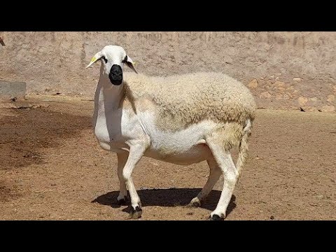 لأول مرة 🇲🇦 من ضيعة الصردي أحمد الكليخ بأسلوب مول لعوينة حتى يكتمل عندك المشهد 🐏ANOC 2023