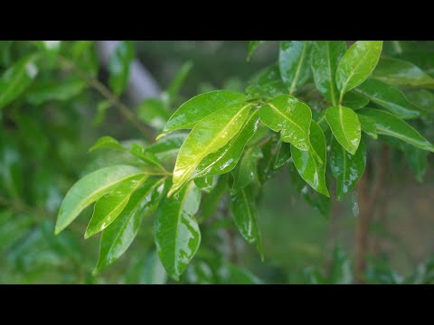 Mysterious meditation music that brings good luck 🎵 Healing meditation all diseases for 10 min, yoga