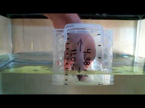 Helium Balloon - Basic Physics