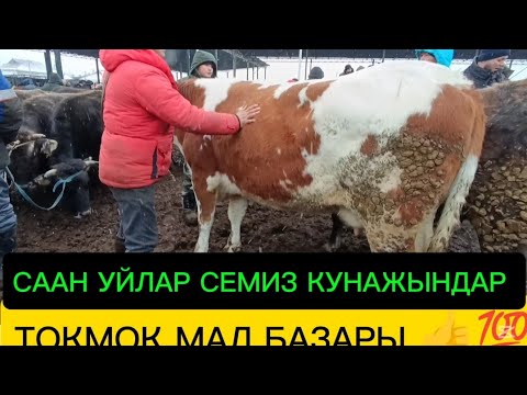 СААН УЙЛАР СЕМИЗ КУНАЖЫНДАР УЙЛАР ТОКМОК МАЛ БАЗАРЫ 21-ДЕКАБРЬ 2025ж 