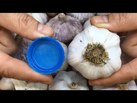 How to Peel 17 Cloves of Garlic in 17 Seconds! Using Only a Plastic Bottle Cap!