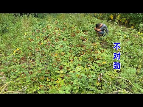 江西番薯一夜之间出现不对劲，番薯开花全村搬家是真的吗，来看看