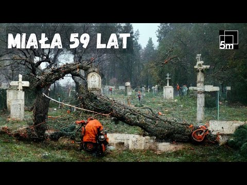 Someone killed this tree. Now it needs to be cut down.